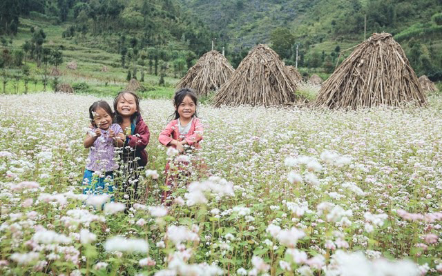 Mùa hoa tam giác mạch tại Mèo Vạc đẹp đến nao lòng